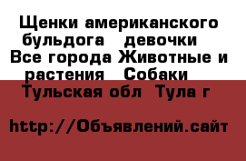 Щенки американского бульдога ( девочки) - Все города Животные и растения » Собаки   . Тульская обл.,Тула г.